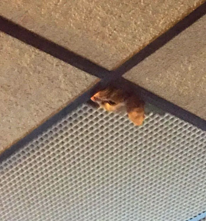 My Cat Broke A Small Piece Of Our Drop Ceiling Tile Off