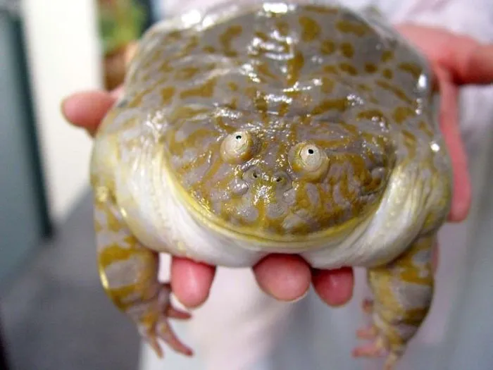 Derpy