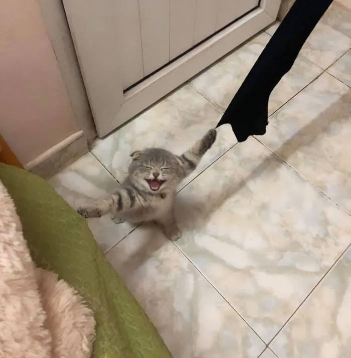 Hey Mom! Your Damn Cat Got Stuck In The Curtains Again