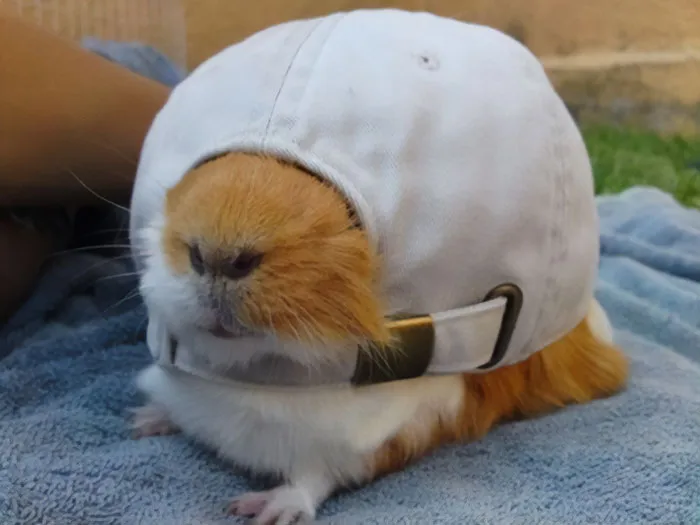 How Does A Guinea Pig Get Stuck