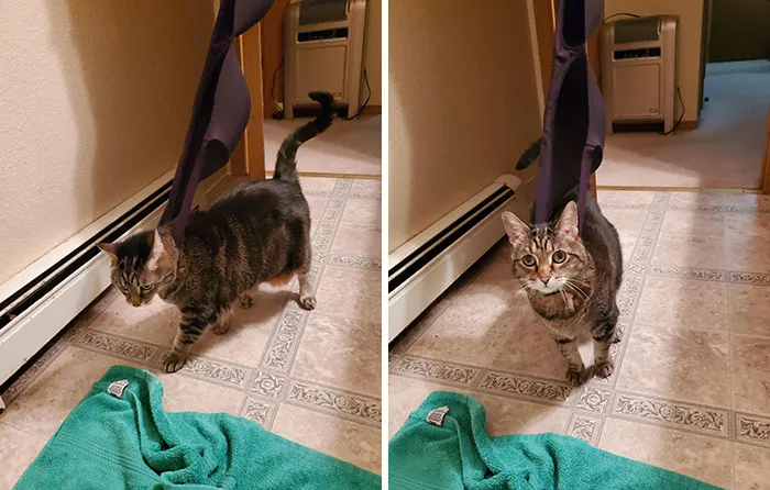 Our Cat Got Stuck In A Booby Trap