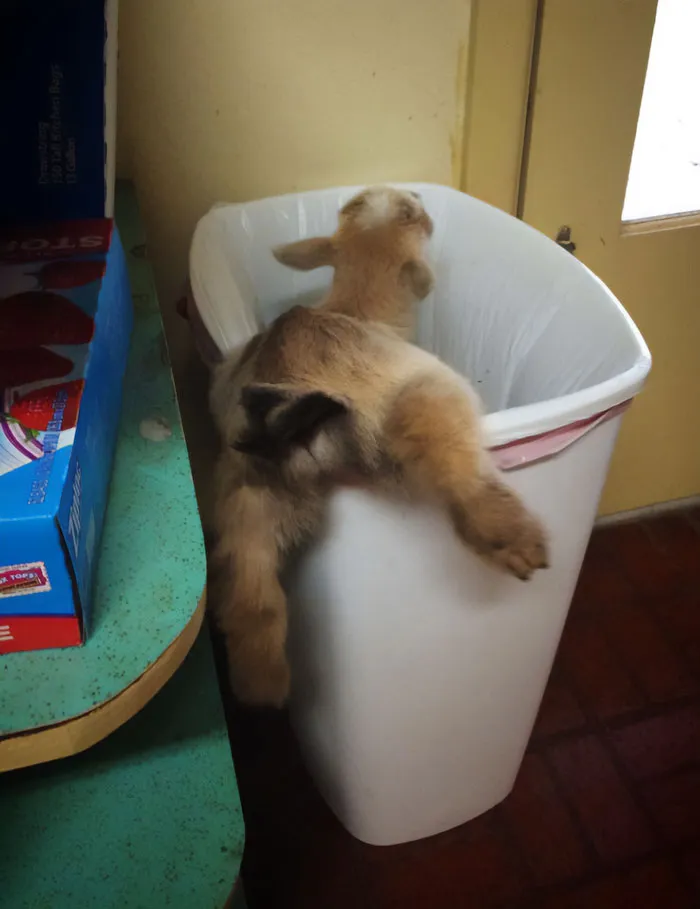 Oí algo en la cocina y luego escuché gritos de un asesinato sangriento. Entré y vi esto. Una cabra atascada en mi cubo de basura