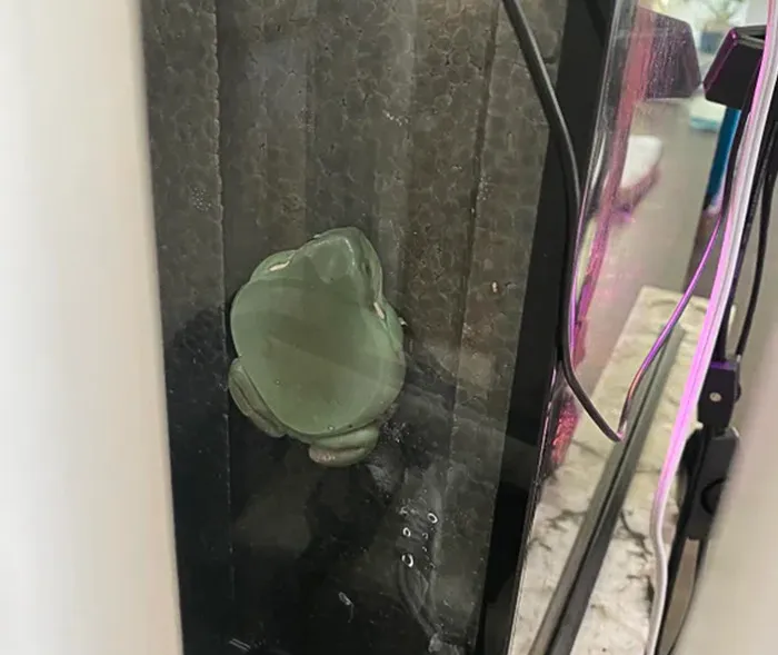 Frog Got Stuck In My Terrarium Tonight It Belonged Here