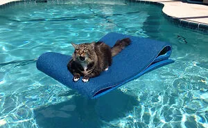 50 Funny Animals Who Got Stuck And Required Human Assistance