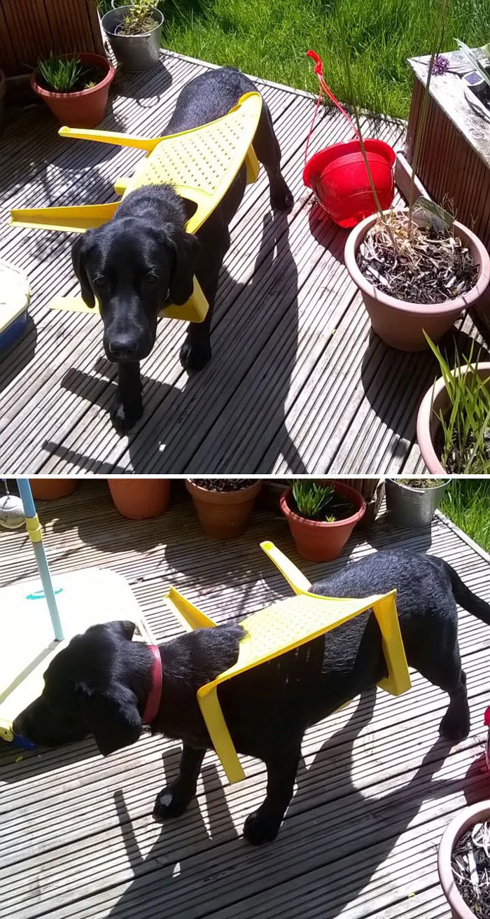 Let My Dog Out Into The Garden, Two Minutes Later I Hear Her Barking And Go Outside To See This