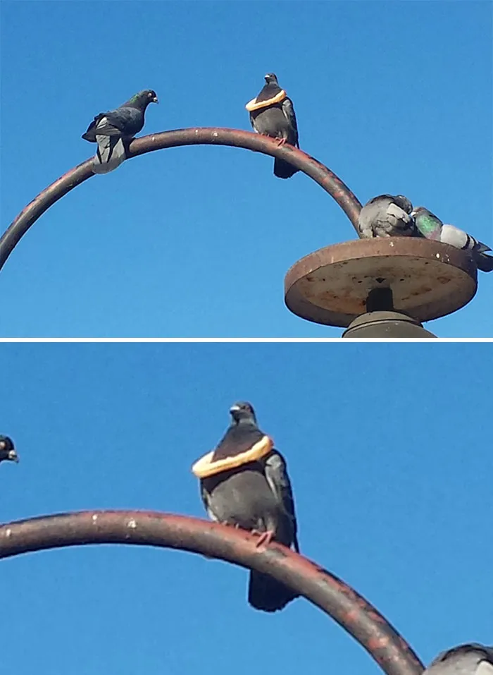 This Piece Of Bread Has A Pigeon Stuck On It