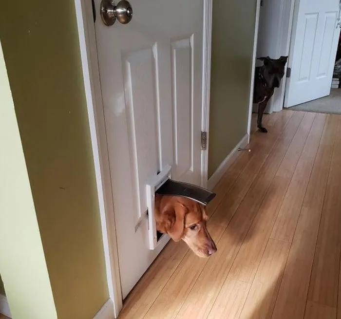 Maddie Trapped Herself In The Basement And Was Too Polite To Bark. This Is How I Found Out