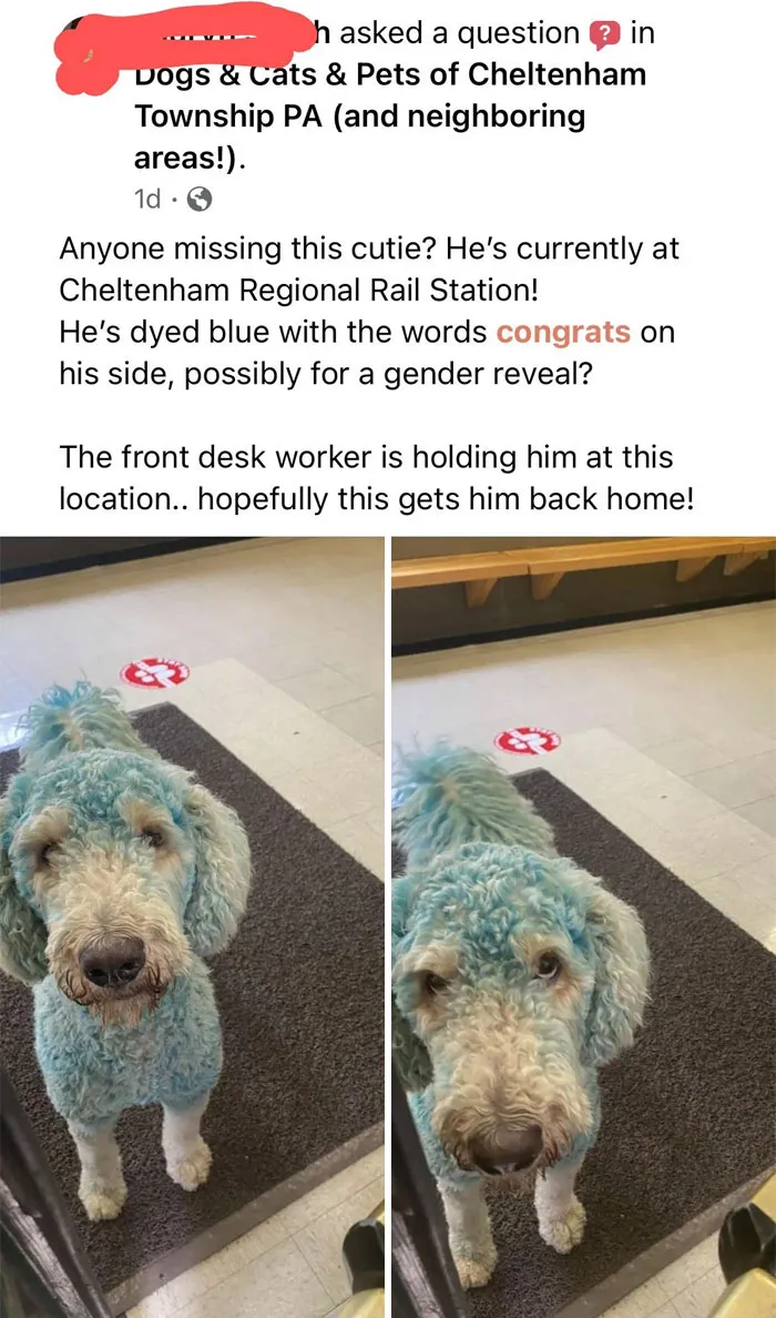 Someone Dyed Their Dog Blue For A Gender Reveal And It Ran Away