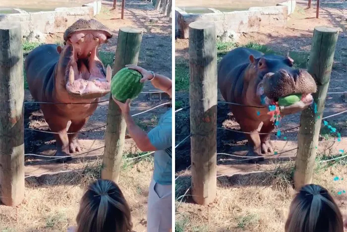 People Are Cringing At These 30 Posts About Gender Reveal Parties