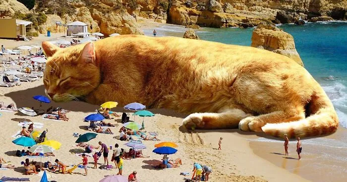 91 Surreal Photo Edits With Giant Cats By Matt McCarthy (New Pics)