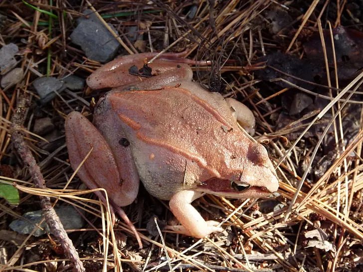 Hey Pandas, Photoshop This Frog