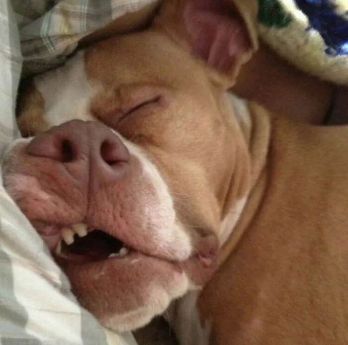 The Shelter Said She Was Shy And Wouldn't Want To Be Around Us Much... But This Is What I Wake Up To Every Day