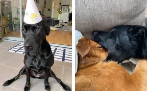 "What's Wrong With Your Dog?": People Are Sharing Pics Of Their Dogs Acting Bizarre (50 New Pics)
