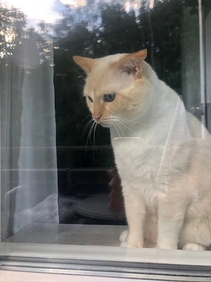 Spartacus Doesn’t Understand That Our Other Cat Dexter Is Dexter When He’s In The Balcony