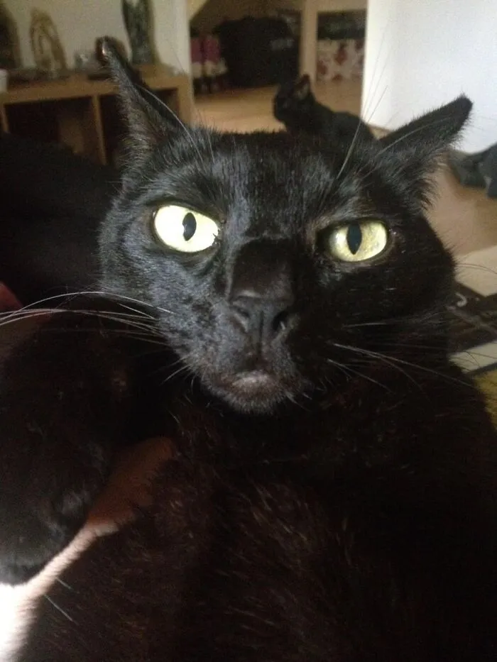 Not Mine But My Sisters Cat. Unimpressed At Human Daring To Speak To Her