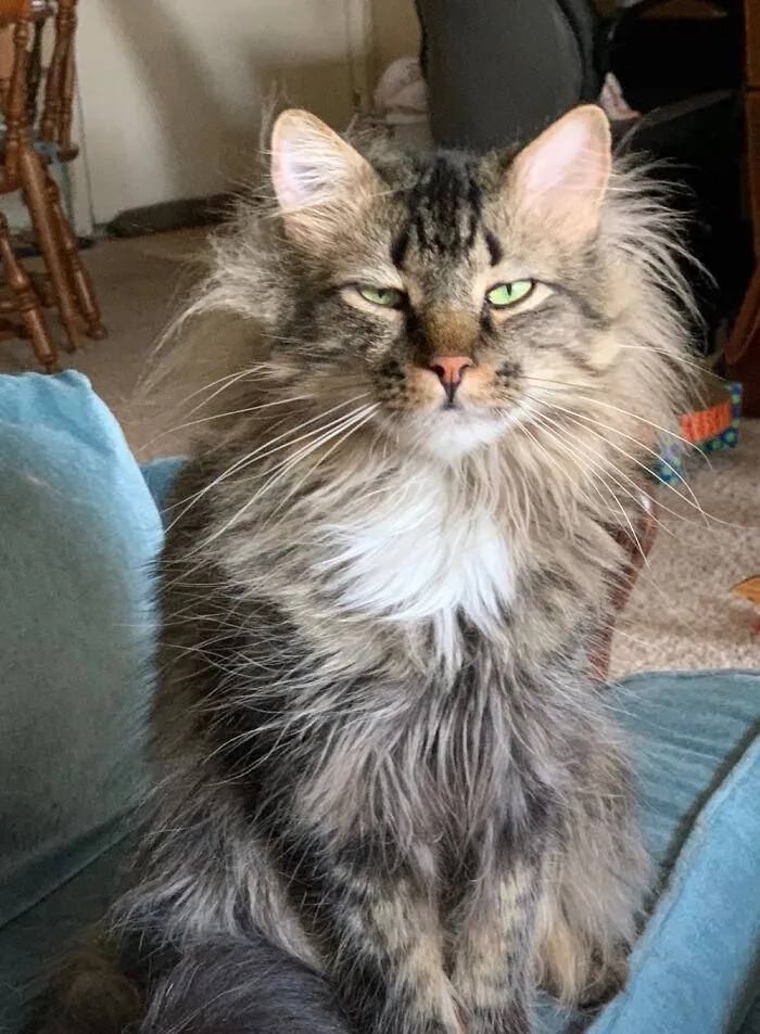 The Glare I Get When I’m On A Conference Call While Maximus Wants To Nap On My Lap 🤣