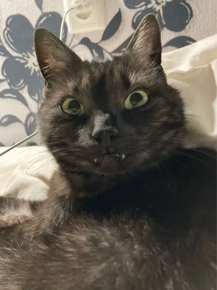 Dont Touch Me, I’m Cat/Pat