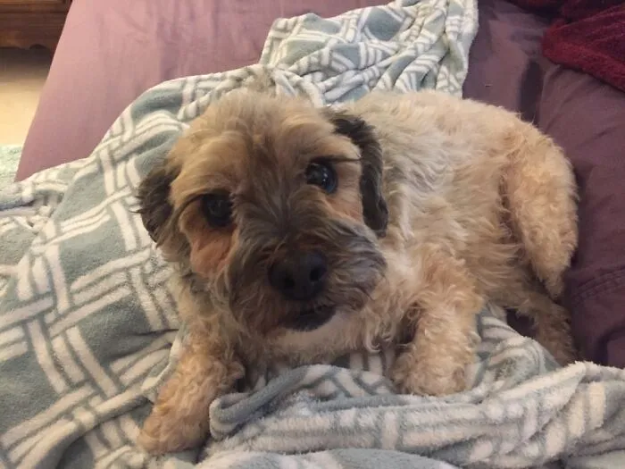 Angelica At 12 Years Old. We Got Her At 9 And Were Told She’d Only Last A Few Months.