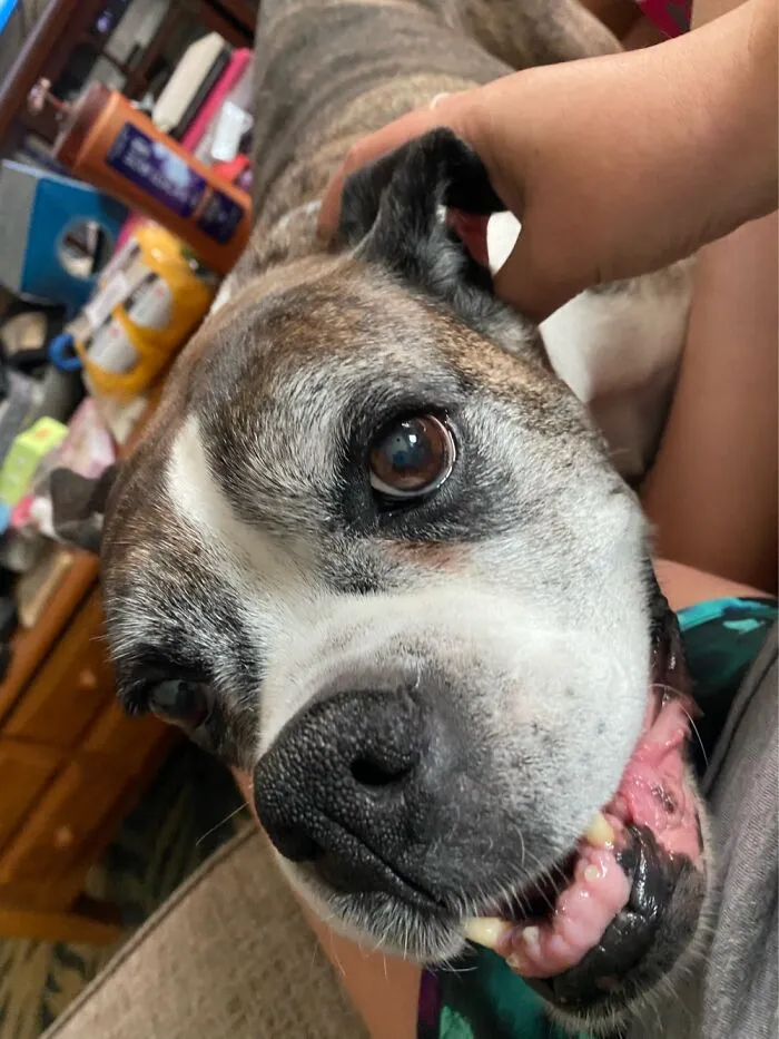 Lucy.. We Believe She’s Around 13 Years Old Now.