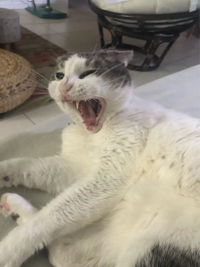 Bo Mid-Sneeze