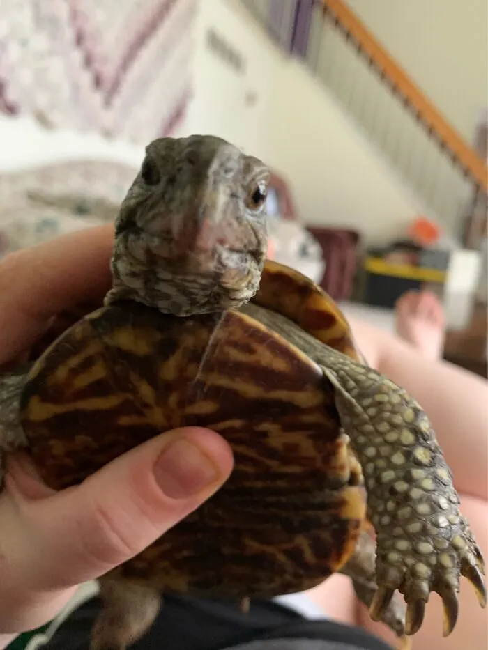 30 Year Old Tortoise
