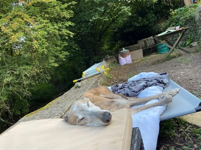 Retired Greyhound Mango. Retired To The Countryside At 11 Years Old.