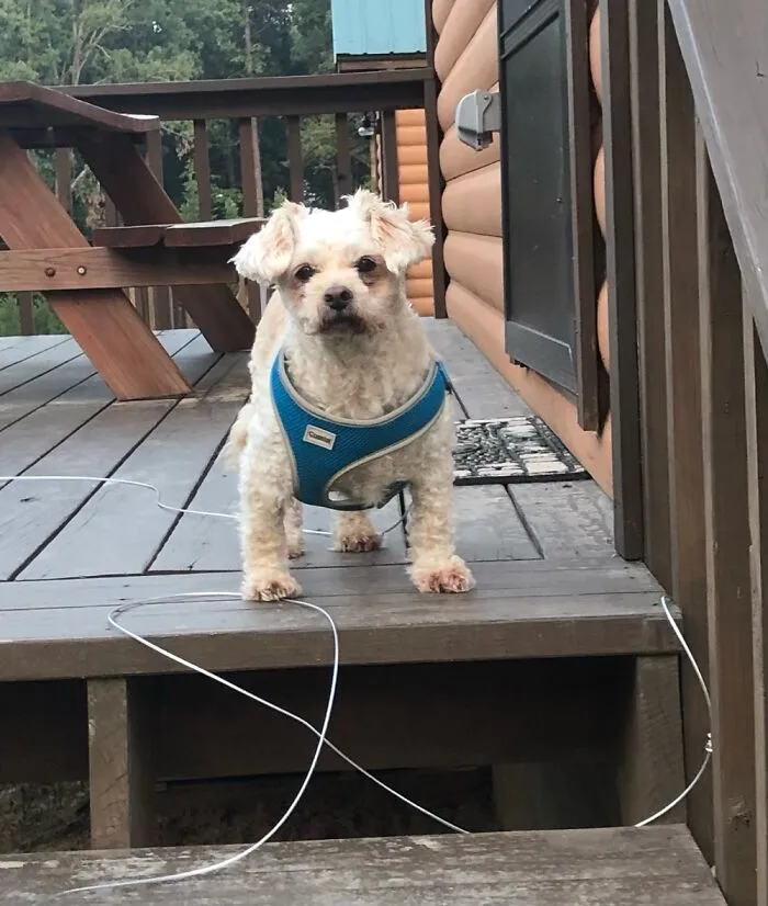 Arlo.  He Is Somewhere Around 14-15.  My Bestest Buddy!!!
