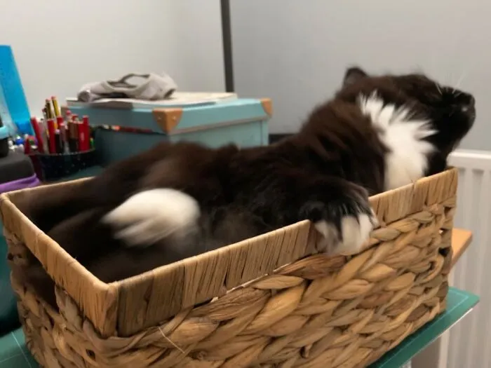 Much Drama In The Box Today