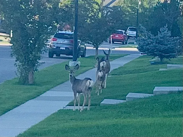 A Photo Op, Oh Deer!