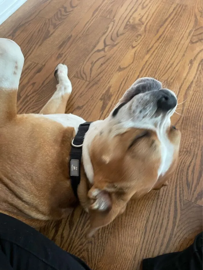 Derpy Doggo