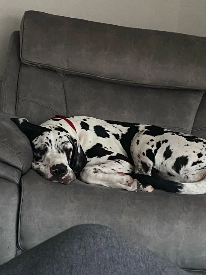 8 Months Old And So Tired ❤️