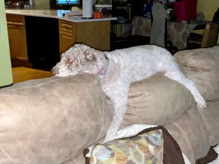 Lazy Puppers