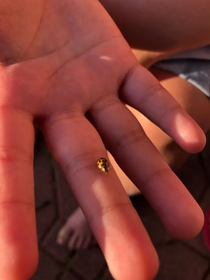 Lady Bug