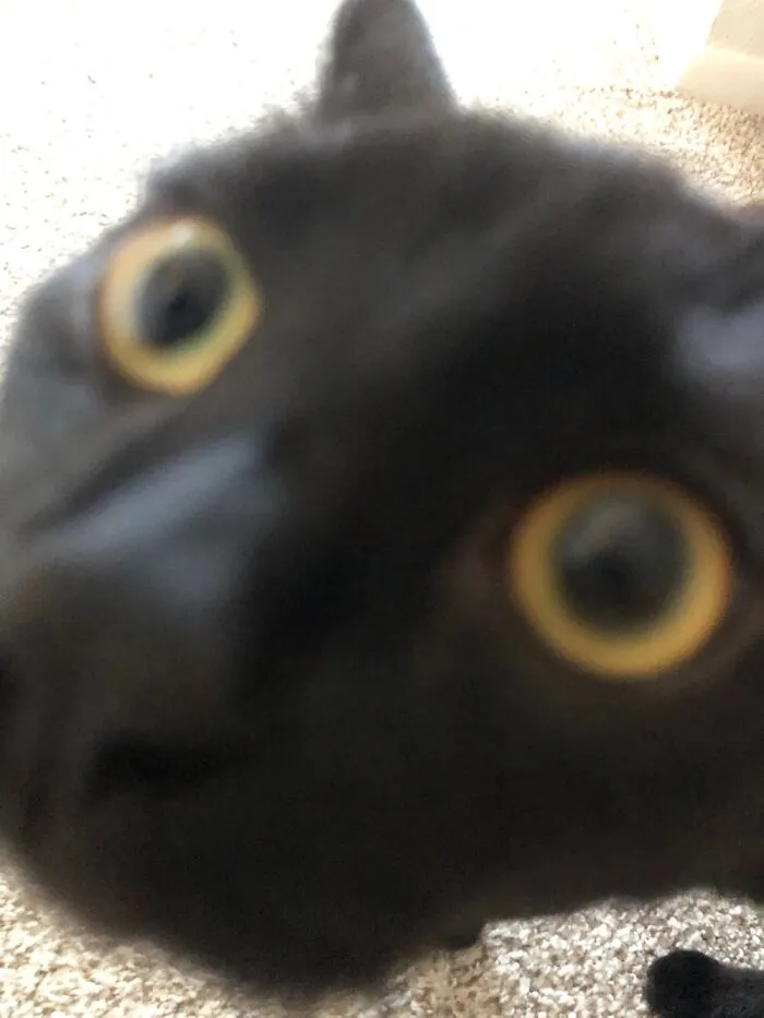 Let Me Introduce You To My Neighbor Oreo