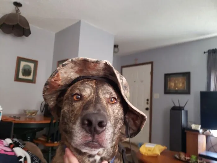 Our Dog, Knuckles
