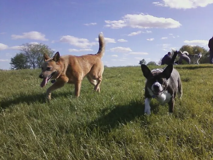 At A Dog Park In Illinois