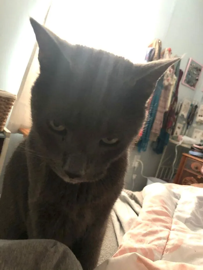 Max Getting Upset That I Hit Snooze Again Instead Of Getting Up To Give Him Breakfast.