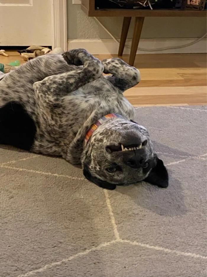 Upside Down Snarls