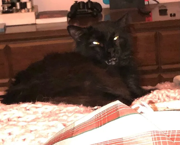 Lola Is Displeased