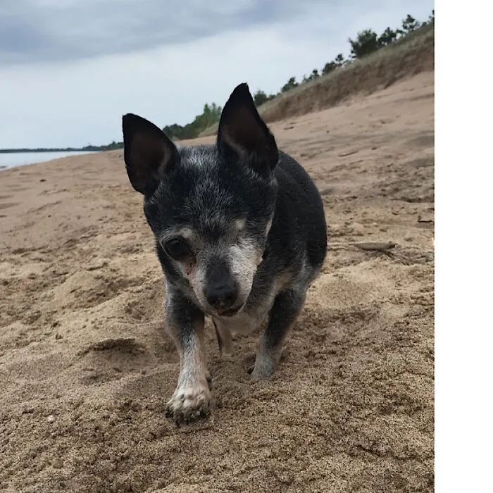 My 14 Year Old Doodlebug.