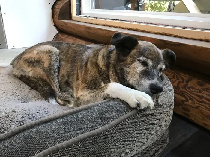 Layla. Nearly 13.  We Rescued Her When She Was Just 4 Weeks Old!  Such A Great Dog 💜