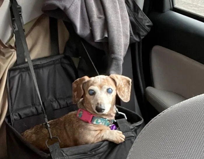 This Is Peaches (@treatsforpeaches On Instagram). She’s 15 1/2.