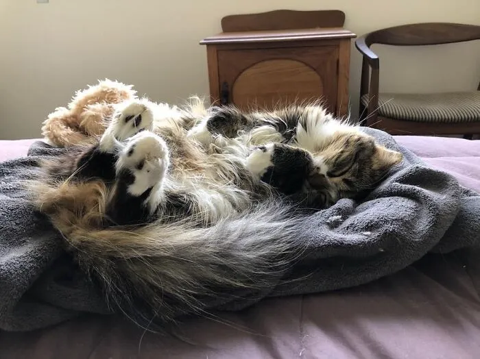 Downside Up Sparrow