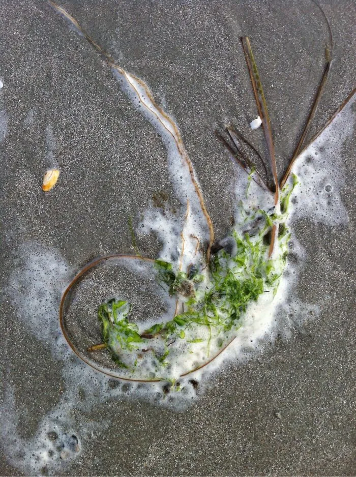 Taken Walking On The Beach At Pawleys Island.