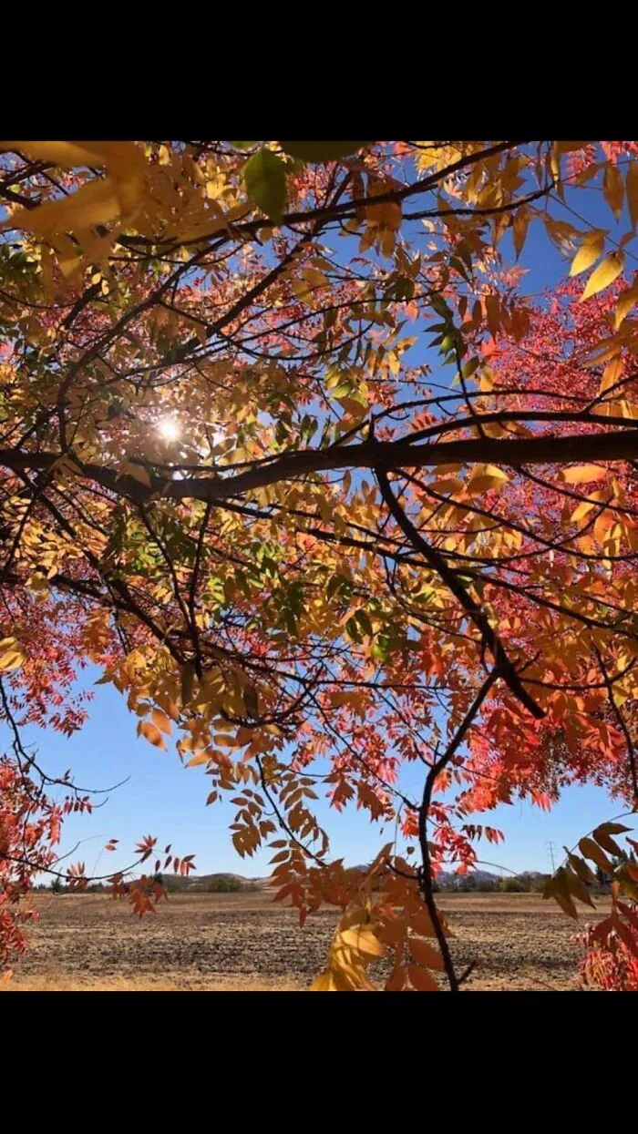 Early Autumn