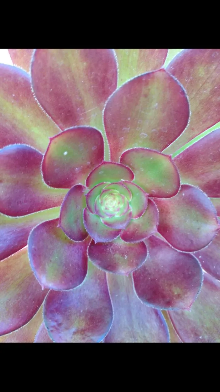 Succulent