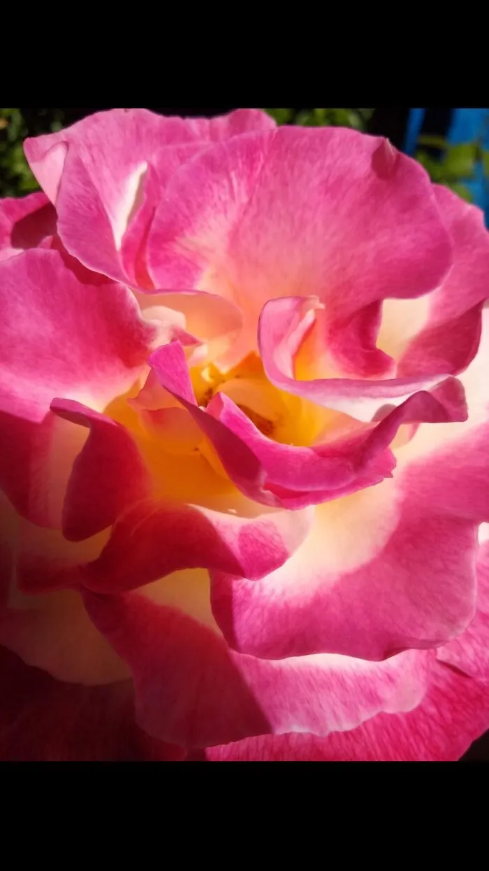 Rose In Sun