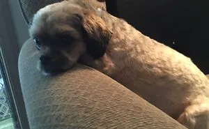Sweetest Dog Ever