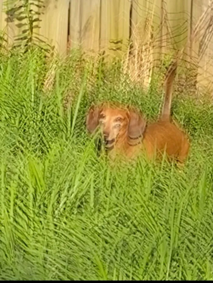 A Perfectly Timed Picture Of My Dog That Im Never Getting Rid Of. It Goin To My Grandkids :d