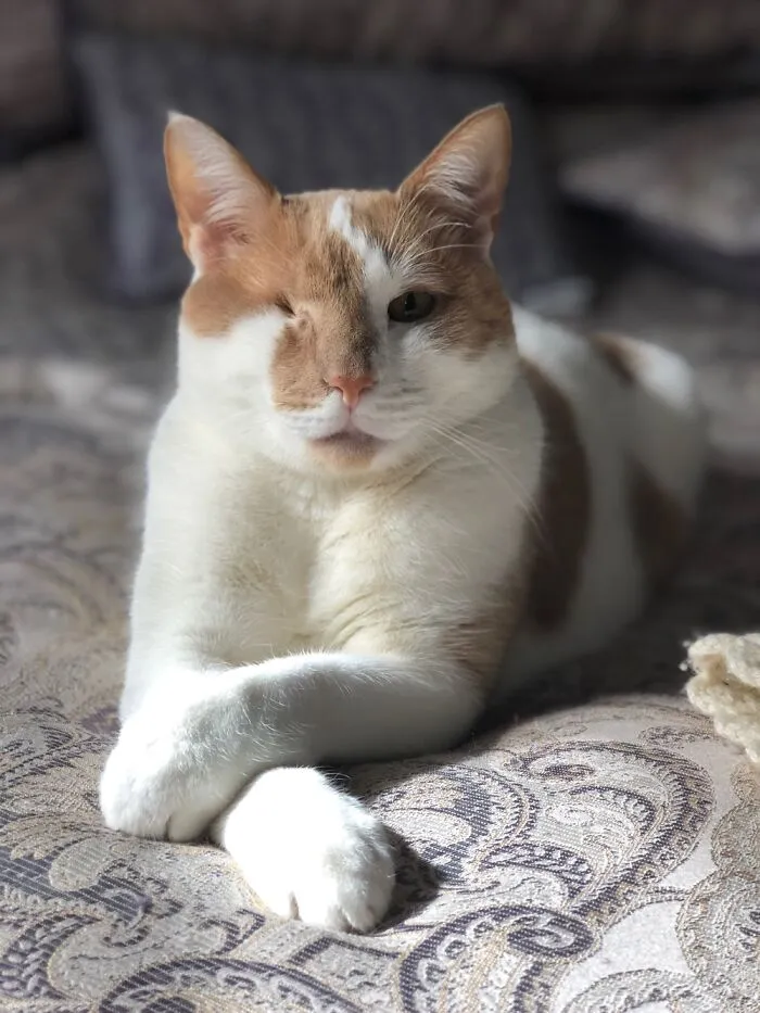 Our Pirate Cat Named Cat. He’s The King Of The House.